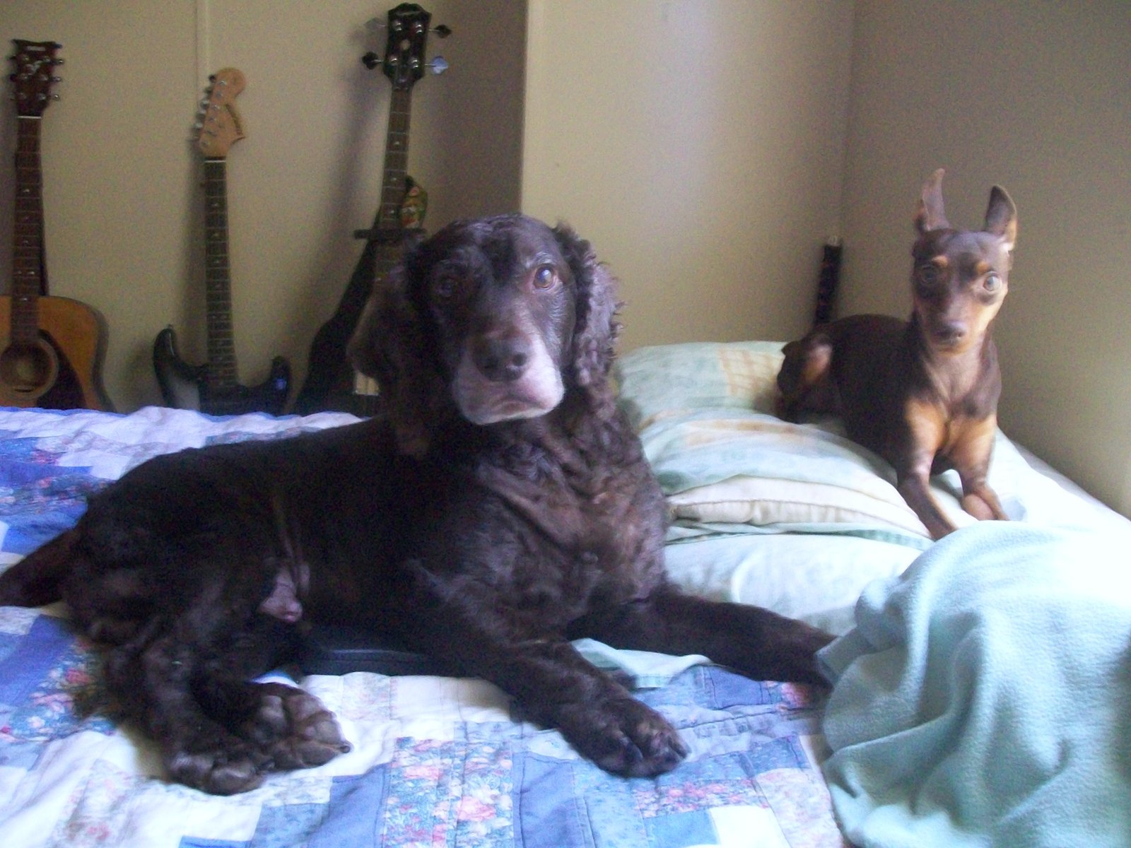 My Little Friends Who Are No Longer Here